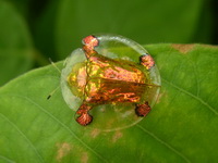 Aspidimorpha sanctaecrucis  - Phuket