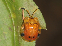 Basiprionota decemmaculata  - Kaeng Krachan NP