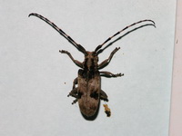 Blepephaeus succinctor  - Phuket