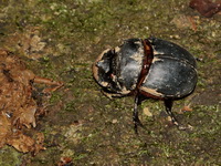 Catharsius molossus - male  - Bang Lang NP