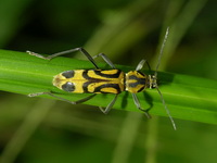 Chlorophorus annularis  - Phuket