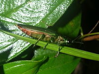 Chrysochroa rajah thailandica  - Phuket