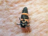 Coccinella transversalis - larva  - Phuket
