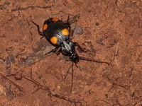 Craspedophorus mandarinellus  - Khun Nan NP