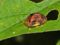 Laccoptera nepalensis  - Doi Inthanon NP