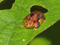 Laccoptera nepalensis  - Doi Inthanon NP