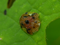 Laccoptera nepalensis  - Phuket