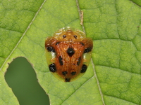 Laccoptera nepalensis  - Baan Maka