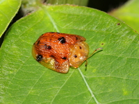 Laccoptera nepalensis  - Baan Maka