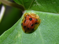 Laccoptera tredecimpunctata  - Phuket