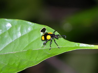 Lilioceris quadripustulata  - Phuket