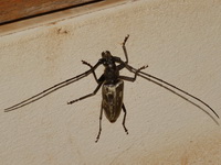 Neocerambyx grandis - male  - Hup Pa Tad