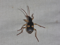 Pheropsophus lissoderus  - Baan Maka