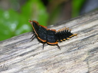 Platerodrilus paradoxus  - Phuket