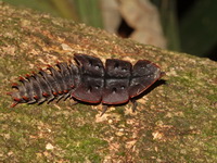 Platerodrilus ruficollis  - Betong