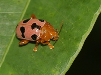 Podontia affinis  - Baan Maka