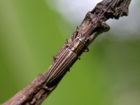 Pothyne longipennis  - Phuket