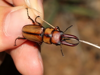 Prosopocoilus mohnikei - ssp pseudospineus - male  - Kaeng Krachan