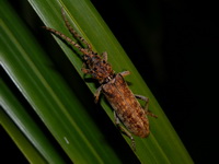 Rhytidodera integra  - Phuket