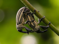 Sternuchopsis waltoni  - Phuket