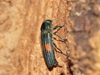 Strigoptera bimaculata  - Baan Maka