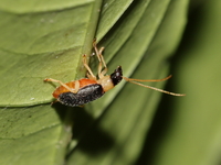 Trichobalya melanocephala  - Baan Maka