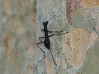 Tricondyla annulicornis  - Khao Soi Dao WS
