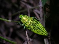 Unidentified Chrysodema sp  - Phuket