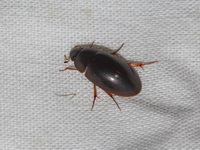 Unidentified Dytiscidae family  - Doi Saket