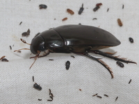 Unidentified Dytiscidae family  - Baan Maka