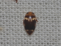 Unidentified Laccophilus sp  - Baan Maka