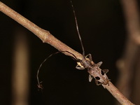 Unidentified Lamiinae subfamily  - Baan Maka