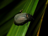 Unidentified Scarabaeidae family  - Phuket