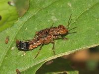 Unidentified Staphylinidae family  - Kaeng Krachan NP