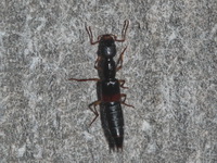 Unidentified Staphylinidae family  - Baan Maka