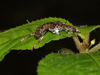 Unidentified Staphylinidae family  - Doi Phu Kha NP