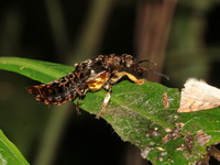 Unidentified Staphylinidae family  - Doi Phu Kha NP