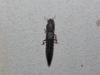 Unidentified Staphylinidae family  - Baan Maka