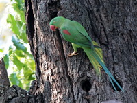 Alexandrine parakeet - female  - Ayutthaya