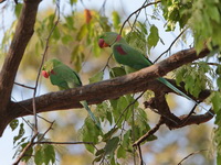 Alexandrine parakeet - male & female  - Ayutthaya