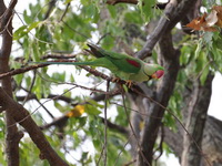 Alexandrine parakeet - male  - Ayutthaya