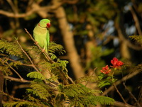 Alexandrine parakeet - male  - Phuket