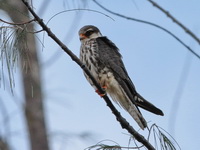 Amur Falcon - female  - Thai Muang Golf Course