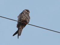 Amur Falcon - female  - Laem Pak Bia