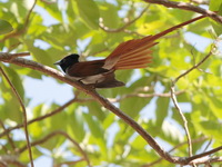 Amur Paradise Flycatcher - male  - Koh Man Nai