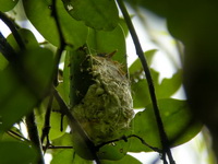 Ashy Tailorbird - nest  - Phang Nga