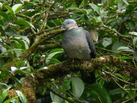 Ashy Wood Pigeon  - Doi Inthanon NP