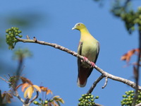 Ashy-headed Green Pigeon - male  - Khao Ang Rue Nai WS