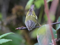 Ashy-throated Warbler  - Doi Inthanon NP