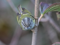 Ashy-throated Warbler  - Doi Inthanon NP